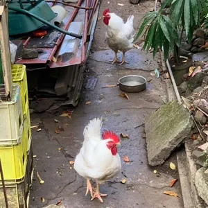 yung_womb & Jaxx TMS